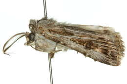 صورة <i>Agrotis emboloma</i>