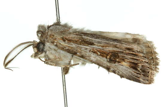 Image of <i>Agrotis emboloma</i>