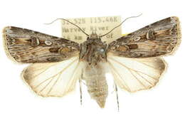 صورة <i>Agrotis emboloma</i>