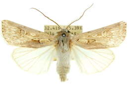 صورة <i>Agrotis emboloma</i>