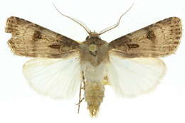 صورة Agrotis interjectionis Guenée 1852