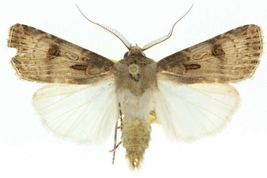 Image of Agrotis interjectionis Guenée 1852