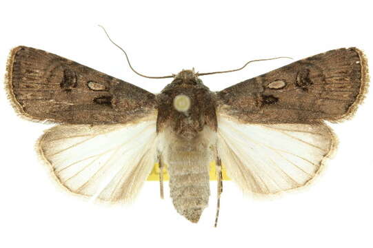 Image of Agrotis interjectionis Guenée 1852