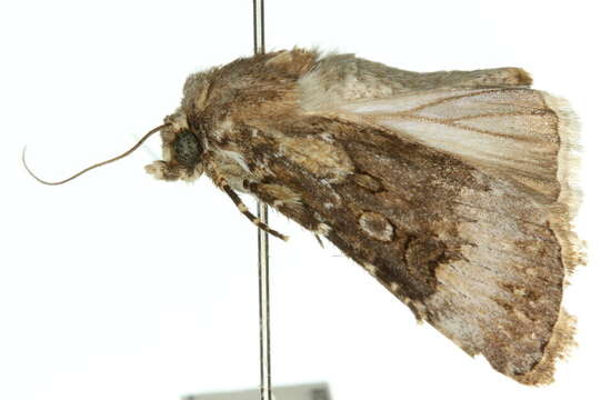 Image of Agrotis poliotis Hampson 1903