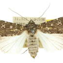 Image of Ectopatria deloptis Lower 1908