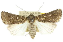 Image of Ectopatria deloptis Lower 1908