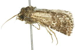 Image of Ectopatria deloptis Lower 1908