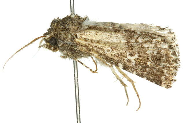 Image of Ectopatria deloptis Lower 1908