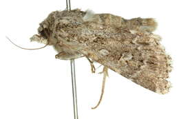 Image of Ectopatria deloptis Lower 1908