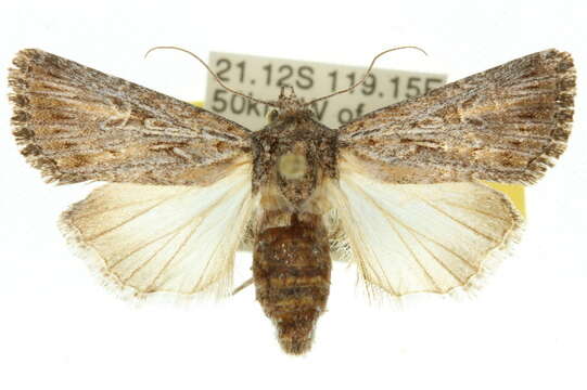 Слика од Ectopatria neuroides Swinhoe 1901