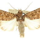 Image of Ectopatria xerampelina Turner 1904