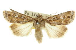 Image of Ectopatria subrufescens Walker 1865