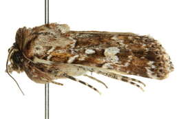 Image of Ectopatria clavigera Turner 1943