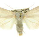 Image of Ectopatria virginea Lower 1905