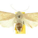 Image of Ectopatria ochroleuca Lower 1902