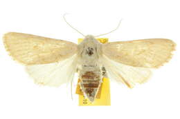 Image of Ectopatria ochroleuca Lower 1902