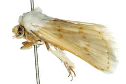 Image of Austrazenia pura Swinhoe 1902