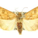 Image of <i>Heliocheilus ferruginosa</i>