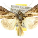 Image of Trichoplusia lectula Walker 1858