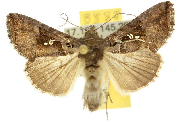 Imagem de Argyrogramma signata Fabricius 1792