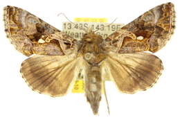 Image of Chrysodeixis illuminata Robinson 1968