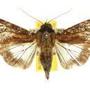 Image of <i>Stictoptera macromma</i>