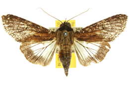 Image of <i>Stictoptera macromma</i>
