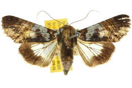 Image of <i>Stictoptera macromma</i>