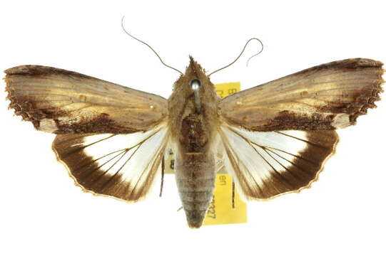 Image of Stictoptera pammeces Turner 1920