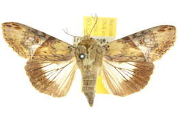 Image of Moth