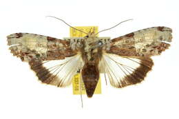 Image of <i>Stictoptera aequisecta</i>