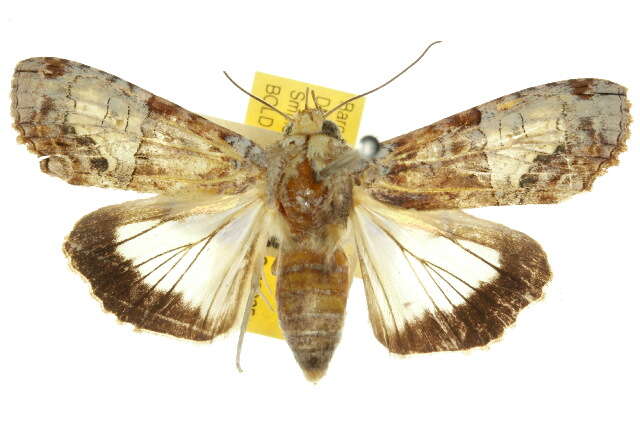 Image of <i>Stictoptera aequisecta</i>