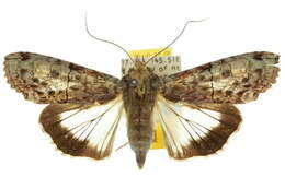 Image of <i>Stictoptera aequisecta</i>