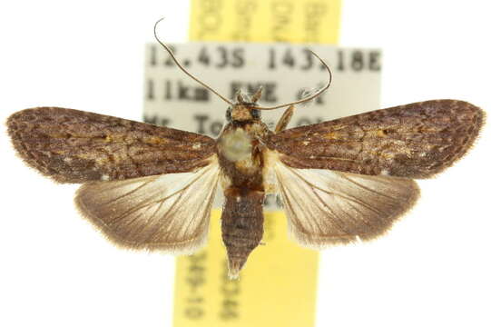 Image of Gyrtona semicarbonalis Walker 1863