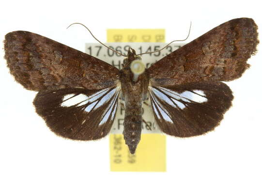 Imagem de Lophoptera abbreviata Walker 1865