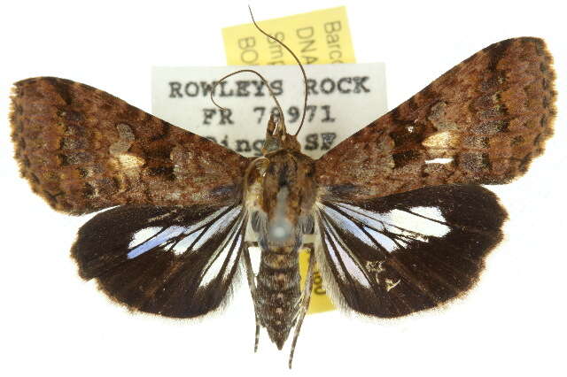 Image of Lophoptera abbreviata Walker 1865