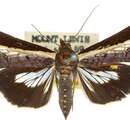 Image of <i>Lophoptera melanesigera</i>