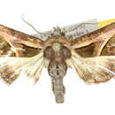 Image of <i>Paectes kebaea</i>