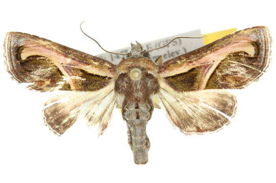 Image of <i>Paectes kebaea</i>