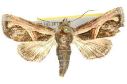 Image of <i>Paectes kebaea</i>