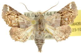 Image of <i>Atacira olivaceiplaga</i>