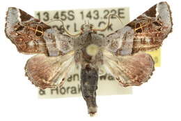 Image of <i>Atacira olivaceiplaga</i>