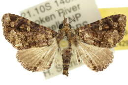 Image of <i>Targalla scelerata</i>