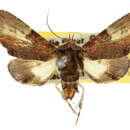 Image of Anigraea particolor Warren 1914