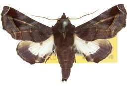 Image of Mango shoot borer