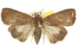 Image of Maceda rotundimacula Warren 1912