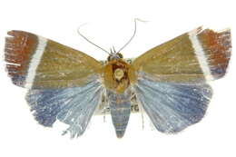 Image of Vizaga mirabilis Bethune-Baker 1906