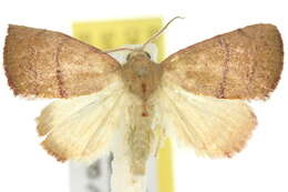 <i>Acachmena xylonota</i>的圖片