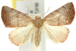 <i>Acachmena xylonota</i>的圖片