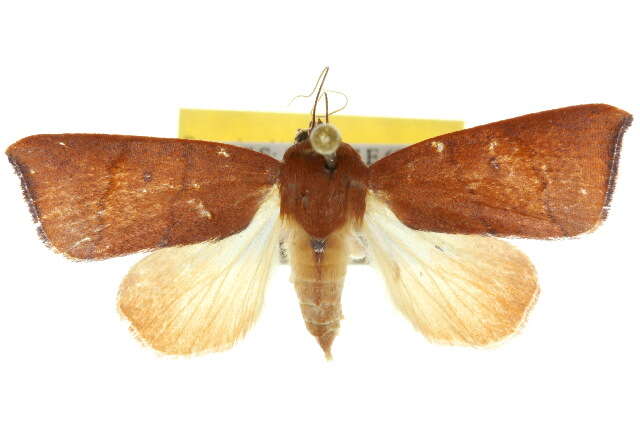 Carea unipunctata Bethune-Baker 1906 resmi